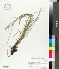 Carex muehlenbergii var. enervis image