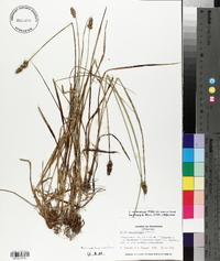 Carex muehlenbergii var. enervis image