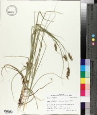 Carex muehlenbergii var. enervis image