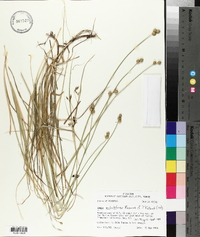 Carex molestiformis image