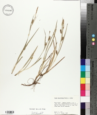 Carex microdonta image