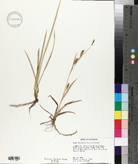 Carex microdonta image