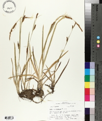 Carex microdonta image