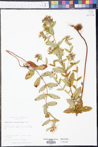 Hypericum mitchellianum image