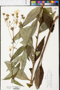 Silphium glabrum image