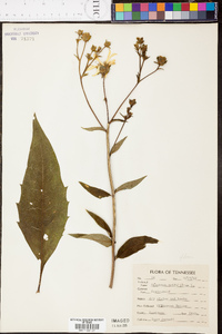 Silphium glabrum image