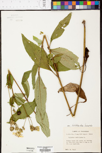 Silphium glabrum image