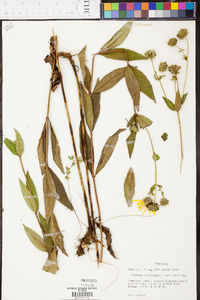 Silphium glabrum image