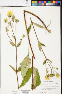 Silphium glabrum image