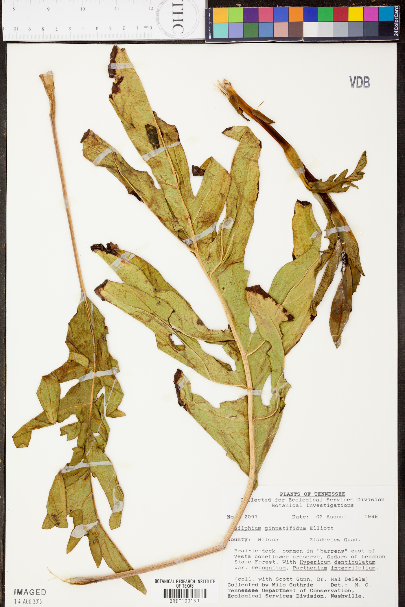 Silphium pinnatifidum image