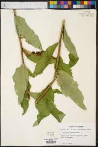 Silphium dentatum image