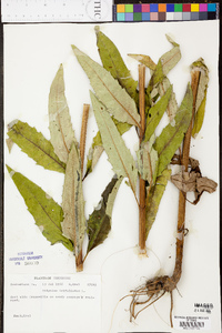 Silphium asteriscus var. trifoliatum image