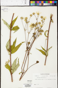 Silphium asteriscus var. trifoliatum image