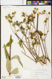 Silphium asteriscus image