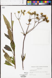 Silphium asteriscus image