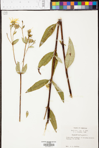 Silphium asteriscus var. trifoliatum image