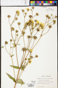 Silphium asteriscus image