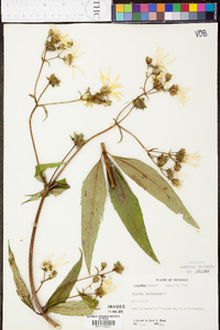 Silphium asteriscus image