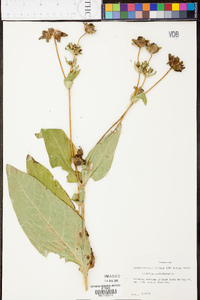 Silphium perfoliatum image