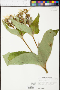 Silphium perfoliatum image