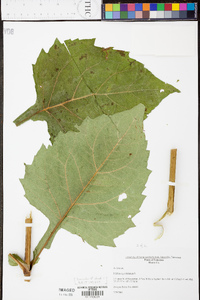 Silphium perfoliatum image