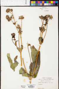 Silphium perfoliatum image