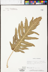 Silphium terebinthinaceum var. pinnatifidum image