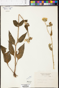 Silphium mohrii image