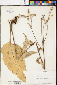 Silphium mohrii image