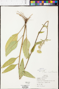 Silphium mohrii image