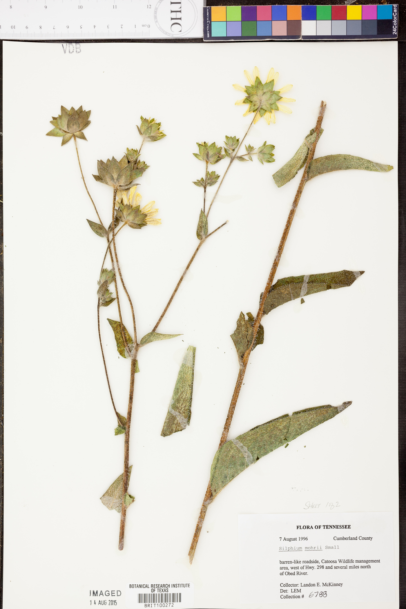 Silphium mohrii image