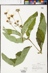 Silphium perfoliatum image