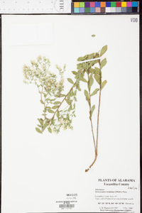 Sericocarpus tortifolius image