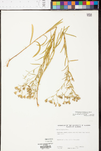 Sericocarpus linifolius image