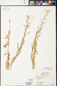 Sericocarpus linifolius image