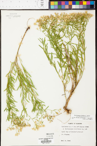 Sericocarpus linifolius image