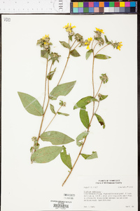 Silphium radula image