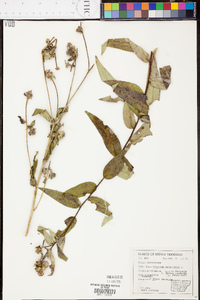 Silphium radula image