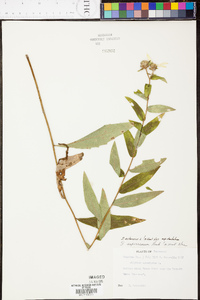 Silphium radula image