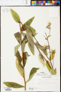 Silphium radula image