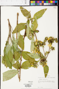 Silphium radula image