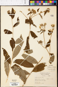 Silphium radula image