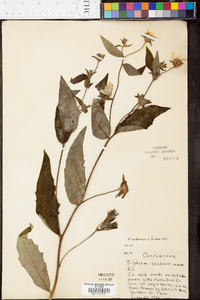 Silphium radula image