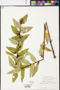 Silphium radula image