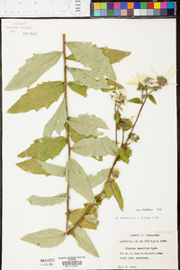 Silphium radula image