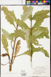 Silphium radula image