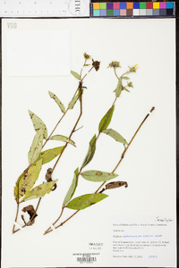 Silphium radula image