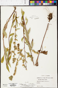 Solidago arguta subsp. caroliniana image