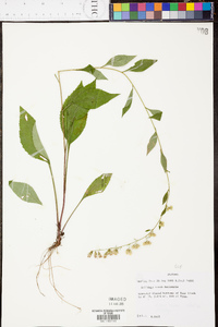 Solidago arguta subsp. caroliniana image