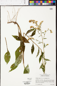 Solidago arguta subsp. caroliniana image